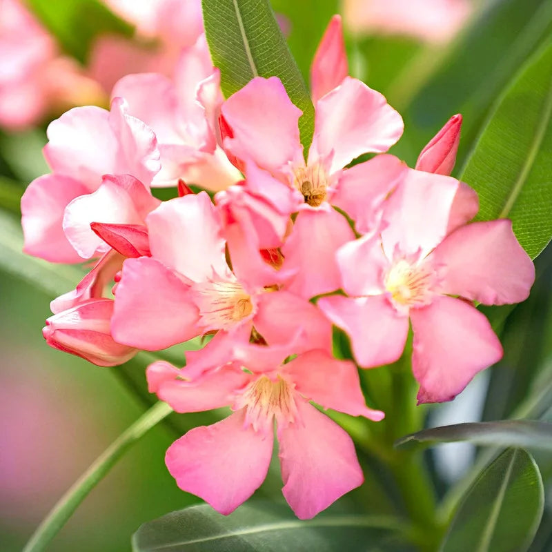 2 Oleander Live Plants, 4 to 6 Inches Tall, Pink Oleander Plants Live, Oleander Well Rooted, Live Oleander Plants for Planting