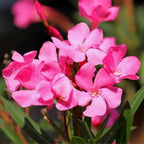 2 Oleander Live Plants, 4 to 6 Inches Tall, Pink Oleander Plants Live, Oleander Well Rooted, Live Oleander Plants for Planting