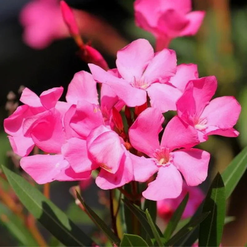 2 Oleander Live Plants, 4 to 6 Inches Tall, Pink Oleander Plants Live, Oleander Well Rooted, Live Oleander Plants for Planting