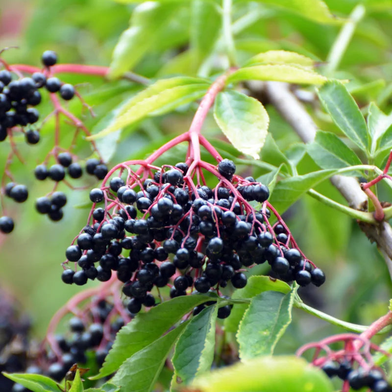 2-Pack Elderberry Trees Live Plant - 6-12 Inch Tall American Black Elderberry Bushes for Fast-Growing Outdoor Gardens