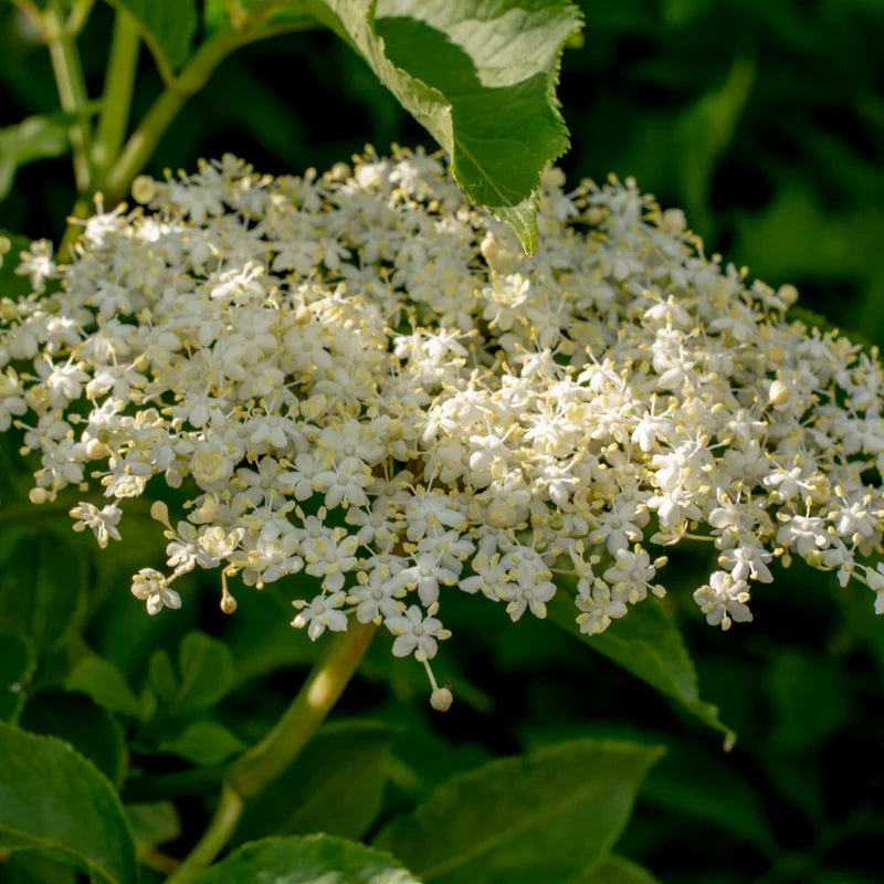 2 American Black Elderberry Plants Live - 6-12 Inch Tall Elderberry Trees for Outdoor Landscaping and Garden Fruit