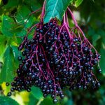 2 American Black Elderberry Plants Live - 6-12 Inch Tall Elderberry Trees for Outdoor Landscaping and Garden Fruit