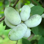 Set 2 Paw Paw Trees Live Plants, Pawpaw Trees Plant Live, 6 to 12 Inc Tall in Quart Pot, Asimina Triloba Trees for Planting