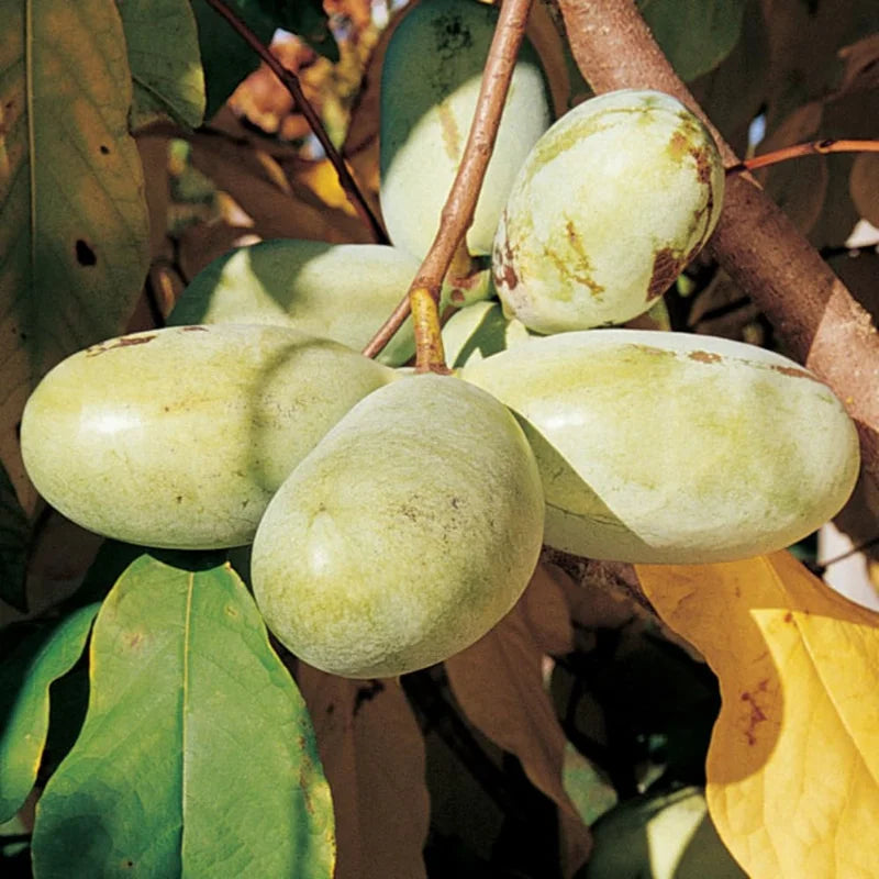 2 Pawpaw Trees Live Plants, Paw Paw Trees Plants Live in Quart Pot, Asimina Triloba Trees for Planting, 6-12" Tall Live Plants