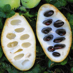 2 Pawpaw Trees Live Plants, Paw Paw Trees Plants Live in Quart Pot, Asimina Triloba Trees for Planting, 6-12" Tall Live Plants