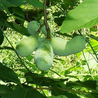 2 Pawpaw Trees Live Plants, Paw Paw Trees Plants Live in Quart Pot, Asimina Triloba Trees for Planting, 6-12" Tall Live Plants