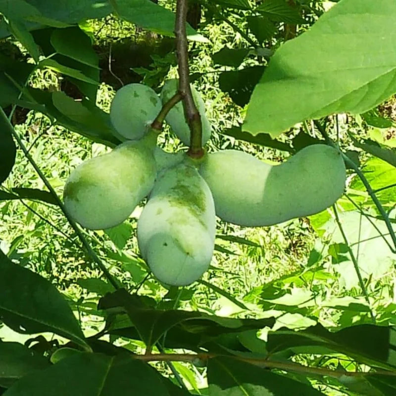 2 Pawpaw Trees Live Plants, Paw Paw Trees Plants Live in Quart Pot, Asimina Triloba Trees for Planting, 6-12" Tall Live Plants
