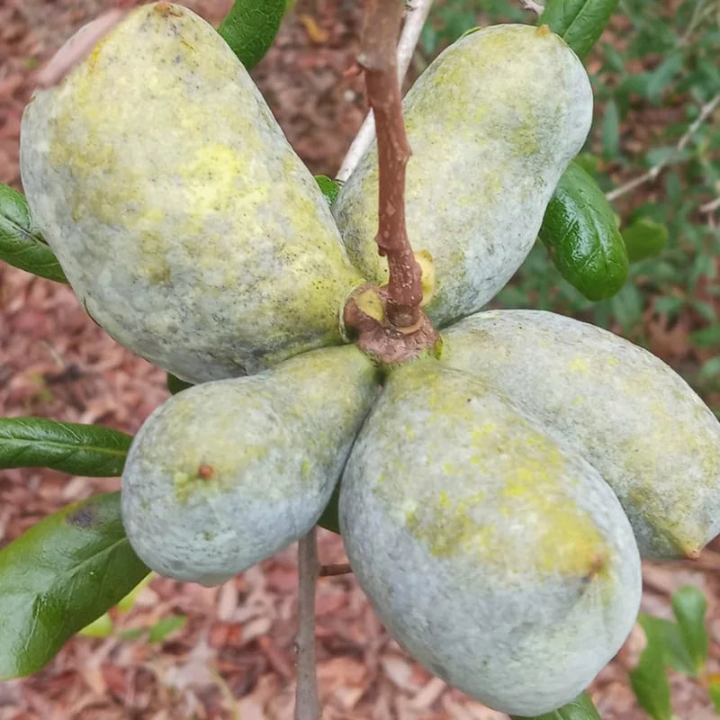 2 Pawpaw Trees Live Plants, Paw Paw Trees Plants Live in Quart Pot, Asimina Triloba Trees for Planting, 6-12" Tall Live Plants