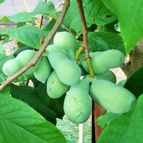Set 2 Paw Paw Trees Live Plants, Pawpaw Trees Plant Live, 6 to 12 Inc Tall in Quart Pot, Asimina Triloba Trees for Planting