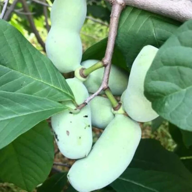 2 Pawpaw Trees Live Plants, Paw Paw Trees Plants Live in Quart Pot, Asimina Triloba Trees for Planting, 6-12" Tall Live Plants