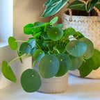 2 Pilea Peperomioides Plants Live, Chinese Money Plants Live Indoor, 4 Inc Tall, Live Chinese Money Plant, Pilea Peperomioides Live Plant, No Pot