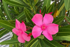 2 Pink Oleander Plants Live, 4 to 6 Inches Tall, Live Oleander Plants, Oleander Live Plants, Oleander Well Rooted for Gardening Indoor Outdoor