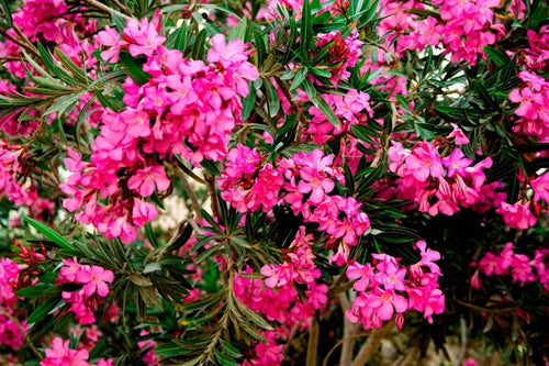 2 Pink Oleander Plants Live, 4 to 6 Inches Tall, Live Oleander Plants, Oleander Live Plants, Oleander Well Rooted for Gardening Indoor Outdoor