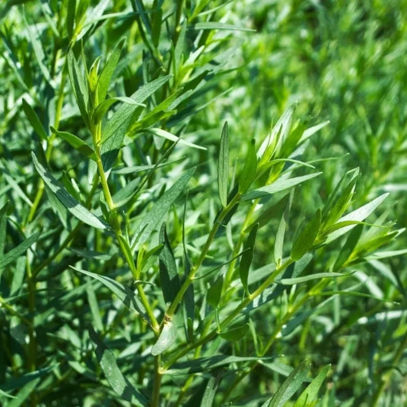 2 Tarragon Plants Live, Tarragon Live Plant, 5-9 Inch Tall, Texas Tarragon Herb for Indoor or Outdoor Gardens
