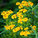 2 Tarragon Plants Live, Tarragon Live Plant, 5-9 Inch Tall, Texas Tarragon Herb for Indoor or Outdoor Gardens