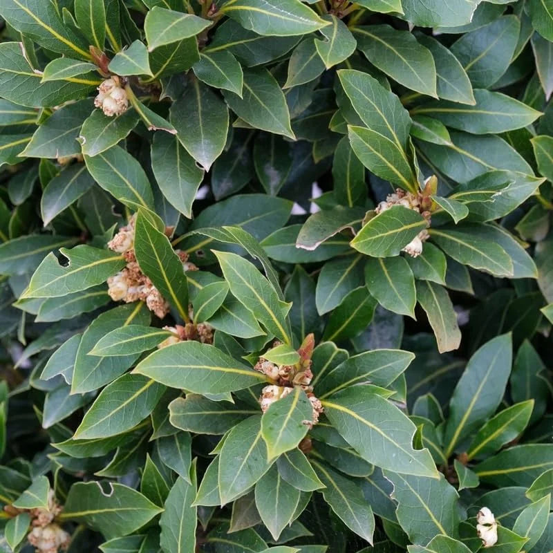 2 Set Bay Laurel Plants, Bay Leaf Trees Live Plants, Laurus Nobilis Trees Live Plants, Sweet Bay Plant Live Bare Root, 4 to 7 Inc Well-Rooted Plant Live