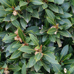 2 Set Bay Laurel Plants, Bay Leaf Trees Live Plants, Laurus Nobilis Trees Live Plants, Sweet Bay Plant Live Bare Root, 4 to 7 Inc Well-Rooted Plant Live