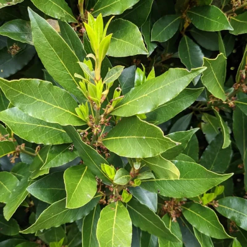 2 Set Bay Laurel Plants, Bay Leaf Trees Live Plants, Laurus Nobilis Trees Live Plants, Sweet Bay Plant Live Bare Root, 4 to 7 Inc Well-Rooted Plant Live