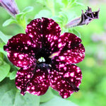 Set of 4 Sky Petunia Flowers – Live Plants 4-8 Inches Tall for a Beautiful and Vibrant Garden