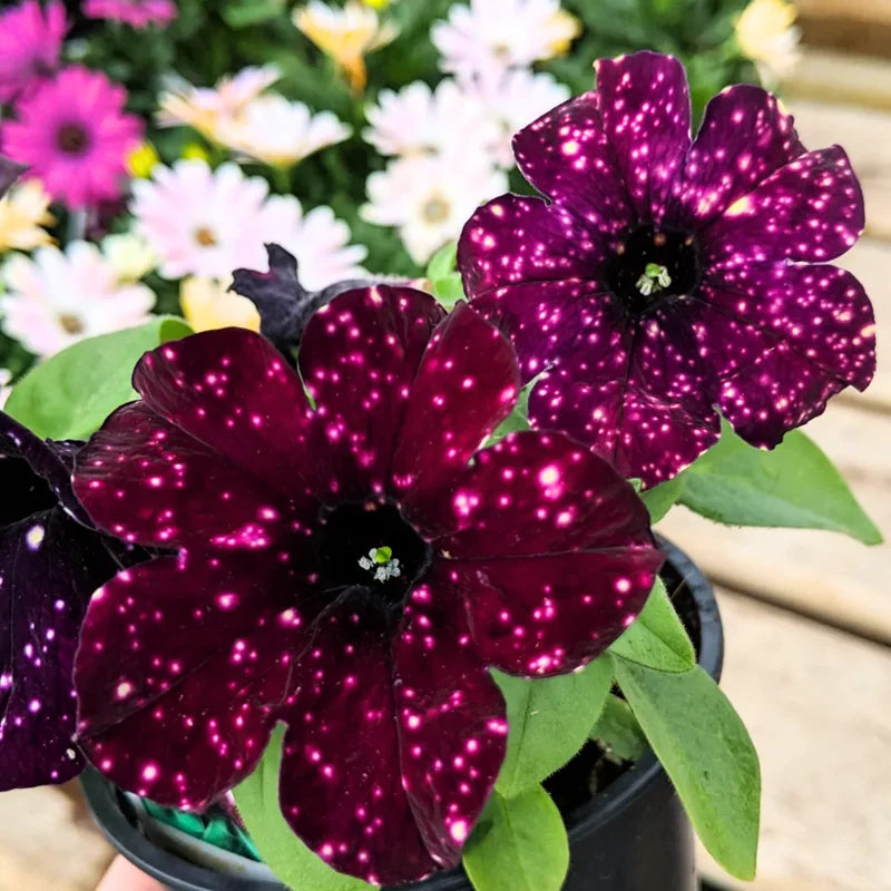 4 Petunia Live Plants – 4-8 Inch Tall Seedlings Perfect for Eye-Catching Garden Displays