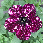 Set of 4 Sky Petunia Flowers – Live Plants 4-8 Inches Tall for a Beautiful and Vibrant Garden