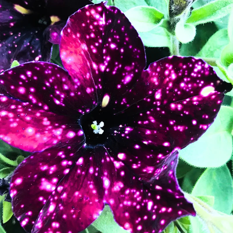 Set of 4 Sky Petunia Flowers – Live Plants 4-8 Inches Tall for a Beautiful and Vibrant Garden