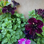 Set of 4 Sky Petunia Flowers – Live Plants 4-8 Inches Tall for a Beautiful and Vibrant Garden