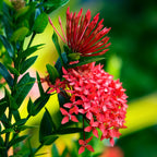 4 Red Ixora Plants Live Mini Dwaft Shrub Plant From 4 Inc Tall, Ixora Live Plants For Garden