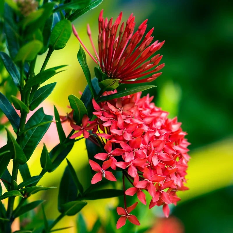 3 Plants Of Mix Ixora Plants Live, 4 To 6 Inches Tall, Tropical Plant Live Dwaft Indoor Outdoor