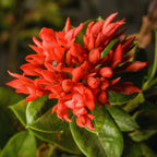 4 Red Ixora Plants Live Mini Dwaft Shrub Plant From 4 Inc Tall, Ixora Live Plants For Garden