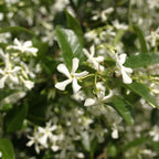 Fragrant Jasmine Plant Indoor Live Vine 5-9 Inches Tall