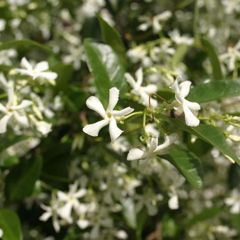 Fragrant Jasmine Plant Indoor Live Vine 5-9 Inches Tall