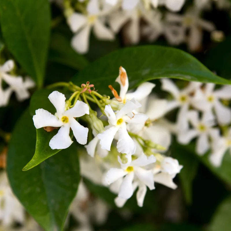 Fragrant Jasmine Plant Indoor Live Vine 5-9 Inches Tall