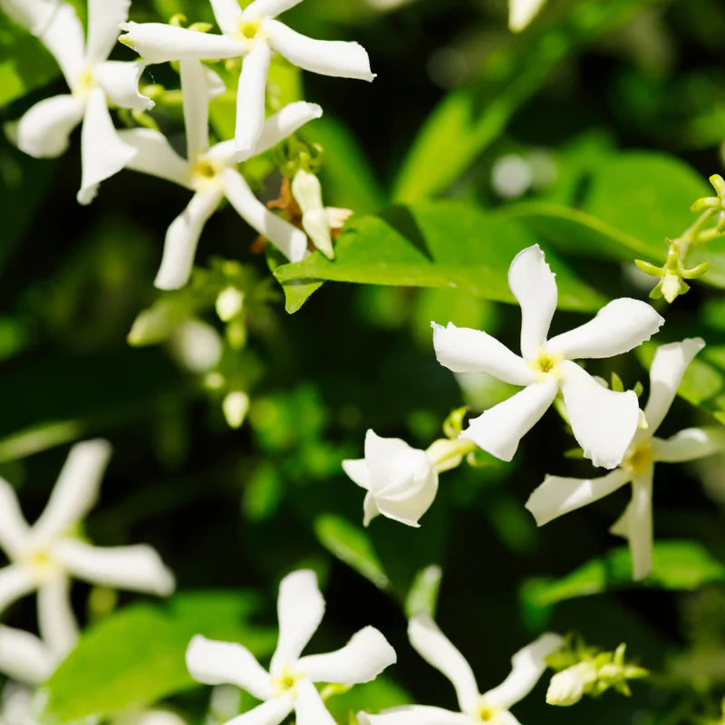 Fragrant Jasmine Plant Indoor Live Vine 5-9 Inches Tall