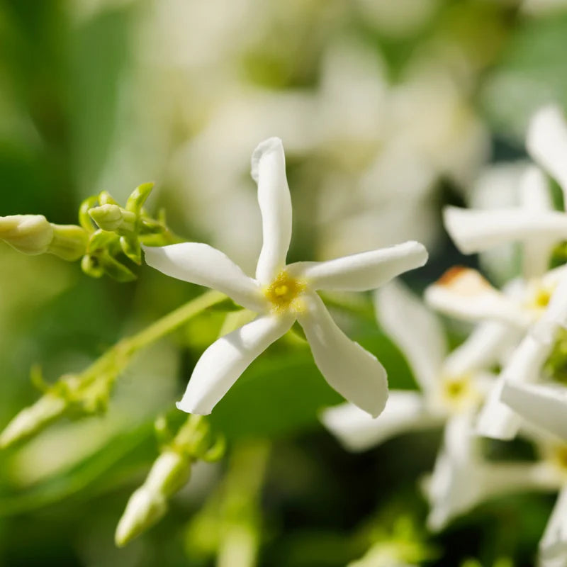 3 Star Jasmine Live Plants - Fragrant Indoor/Outdoor Vines, 5-9 Inches Tall