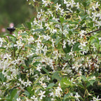 Fragrant Jasmine Plant Indoor Live Vine 5-9 Inches Tall