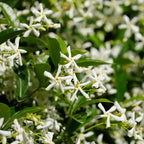 3 Star Jasmine Live Plants - Fragrant Indoor/Outdoor Vines, 5-9 Inches Tall