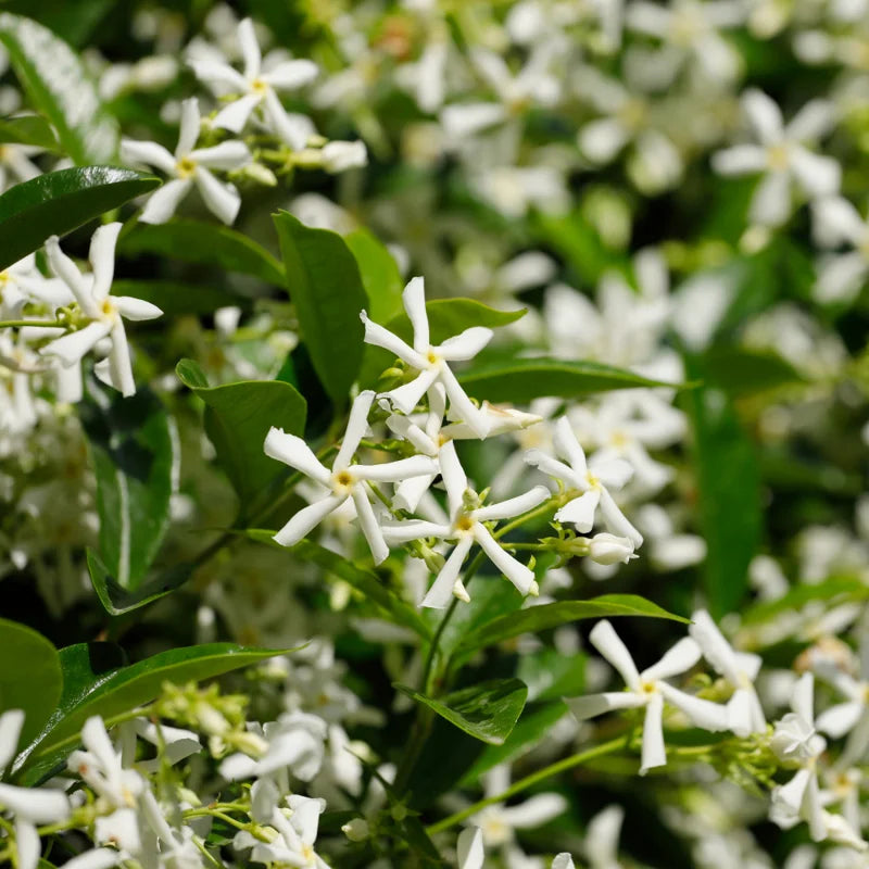 3 Star Jasmine Live Plants - Fragrant Indoor/Outdoor Vines, 5-9 Inches Tall