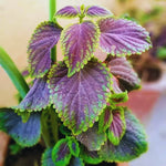 2 Swedish Ivy Live Plants, 4 Inch Pot, Plectranthus Mint for Hanging Baskets and Indoor Outdoor