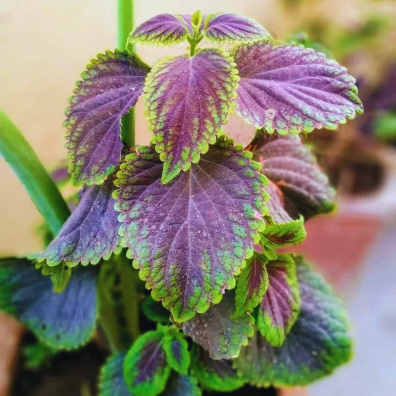 2 Swedish Ivy Live Plants, 4 Inch Pot, Plectranthus Mint for Hanging Baskets and Indoor Outdoor
