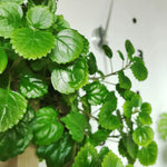 2 Swedish Ivy Live Plants, 4 Inch Pot, Plectranthus Mint for Hanging Baskets and Indoor Outdoor