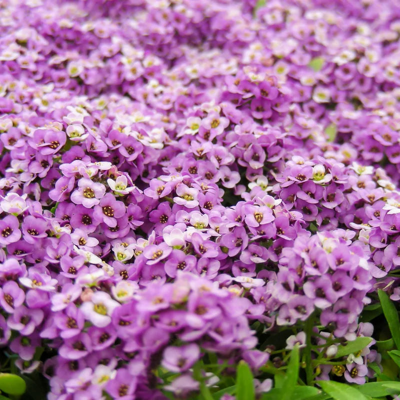 2 Sweet Alyssum Perennial Plants Live – 8 Inches Tall, Hardy Garden Flowers in 3-Inch Pots for Flower Beds