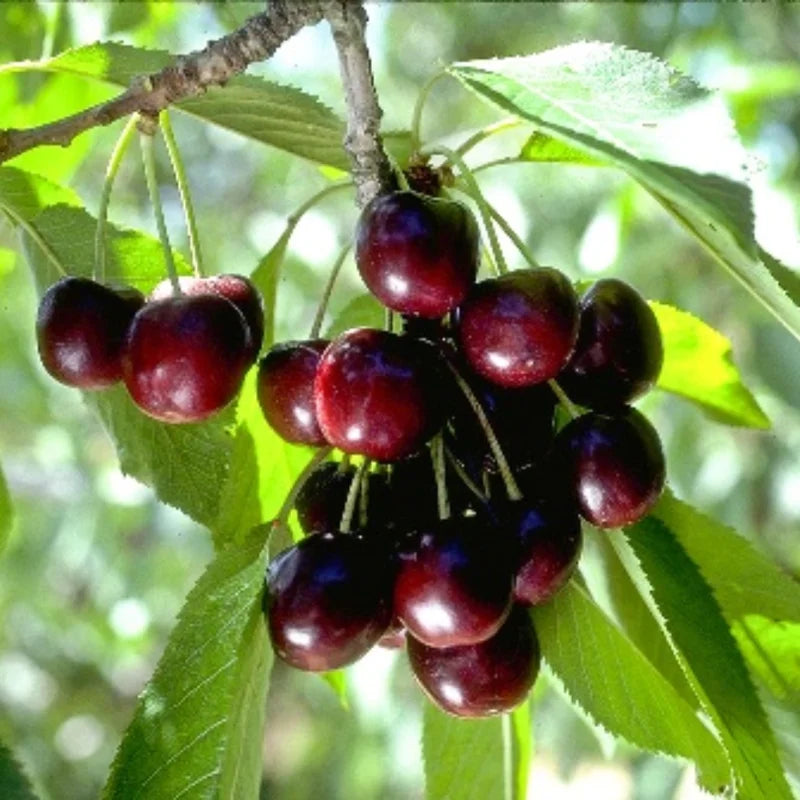 Live Black Cherry Trees – Set of 2 Sweet Cherry Trees 1.5-2 Feet Tall, Ideal for Gardens and Landscapes