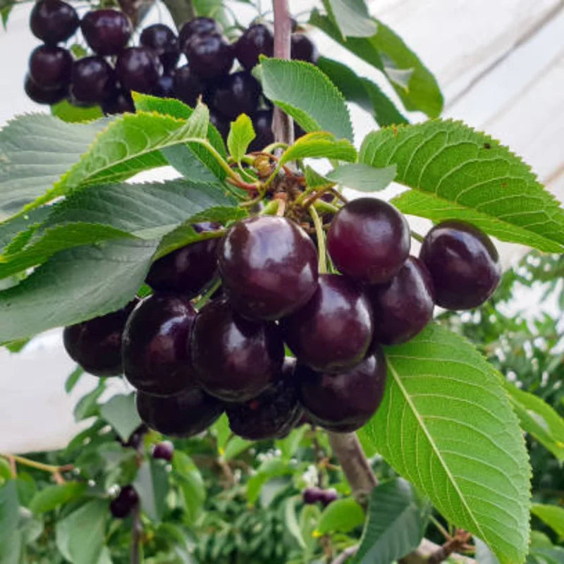 2 Sweet Black Cherry Trees Live – Bareroot Fruit Trees, 1.5-2 Feet Tall, Perfect for Planting and Harvesting