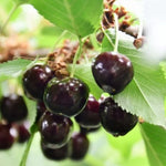 2 Sweet Black Cherry Trees Live – Bareroot Fruit Trees, 1.5-2 Feet Tall, Perfect for Planting and Harvesting