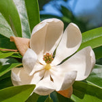 2 Sweetbay Magnolia Trees Live – 2 Feet Tall Magnolia Shrubs with Fragrant White Flowers for Outdoor Planting