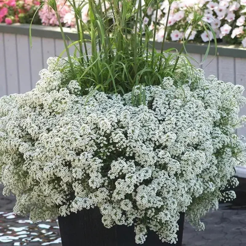2 White Alyssum Plants Live, 8 Inch Tall, Sweet Alyssum Perennial Plant, Ideal for Flower Beds, 3 Inch Pot