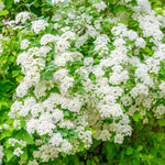 2 White Sweet Alyssum Live Plants, 8 Inch Tall, Alyssum Perennial Flowers for Garden Beds, 3 Inch Pot