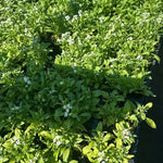 2 White Sweet Alyssum Live Plants, 8 Inch Tall, Alyssum Perennial Flowers for Garden Beds, 3 Inch Pot