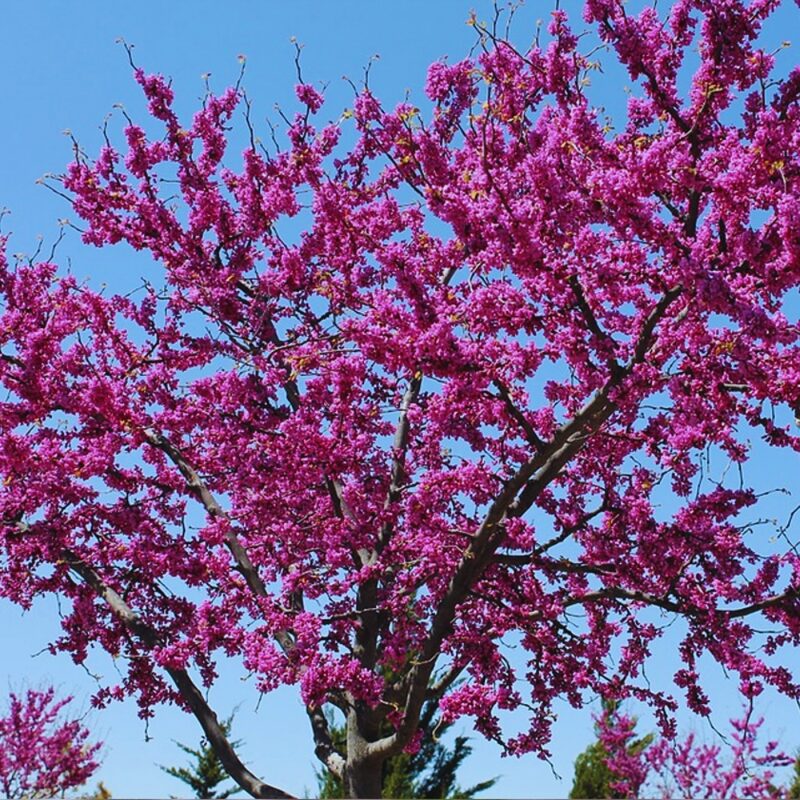 Rosy Pink Purple Redbud Tree Live Plant - 2-3 Ft - Zones 5-9 - 2 Year-Old Seedling Red Bud Trees Live Plants Outdoor Fast Growing